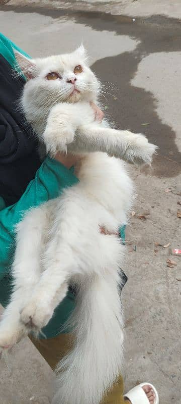 cat for sale persian male white 5