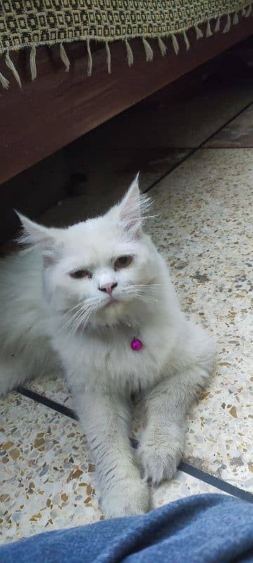 cat for sale persian male white 6