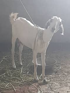 female goat with female kid