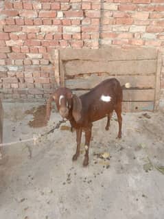 nagari bakri for sale dedh mahine dikh raha