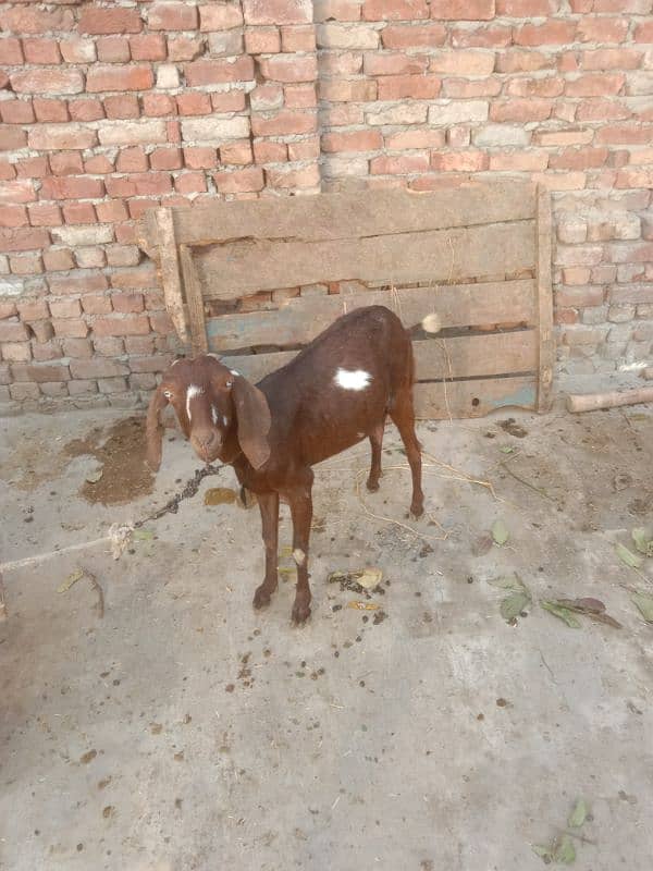 nagari bakri for sale dedh mahine dikh raha 1