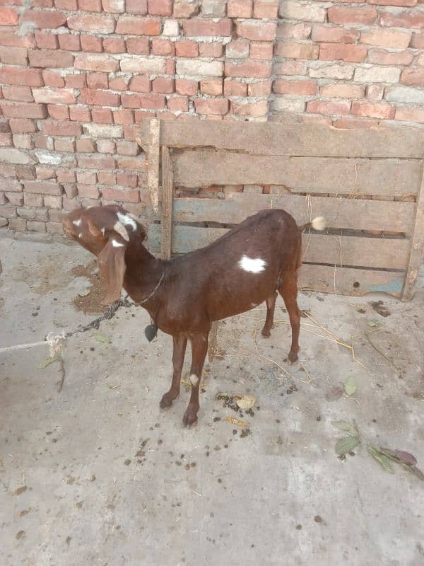 nagari bakri for sale dedh mahine dikh raha 2