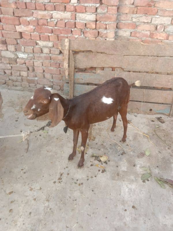 nagari bakri for sale dedh mahine dikh raha 3