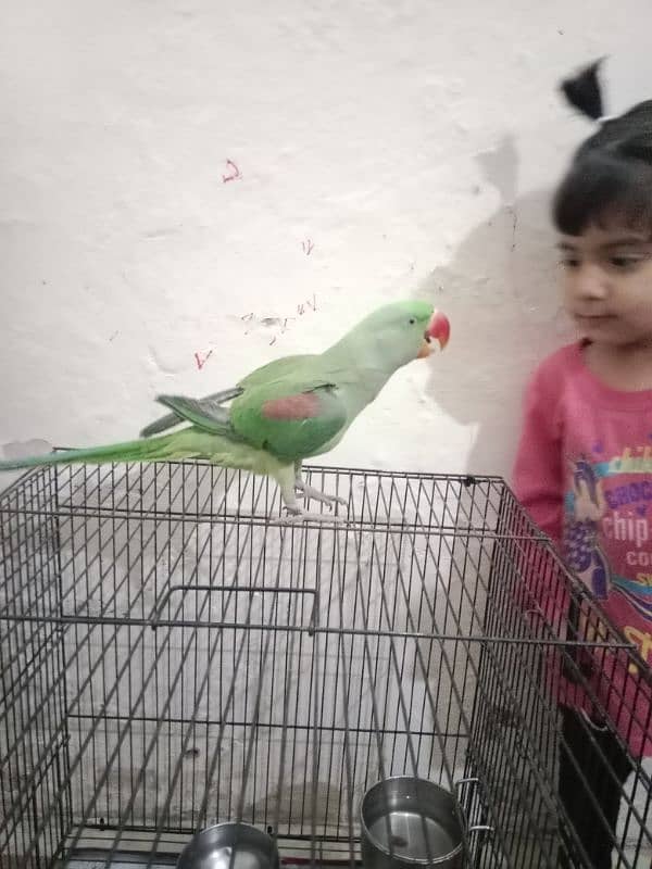 raw parrot 0