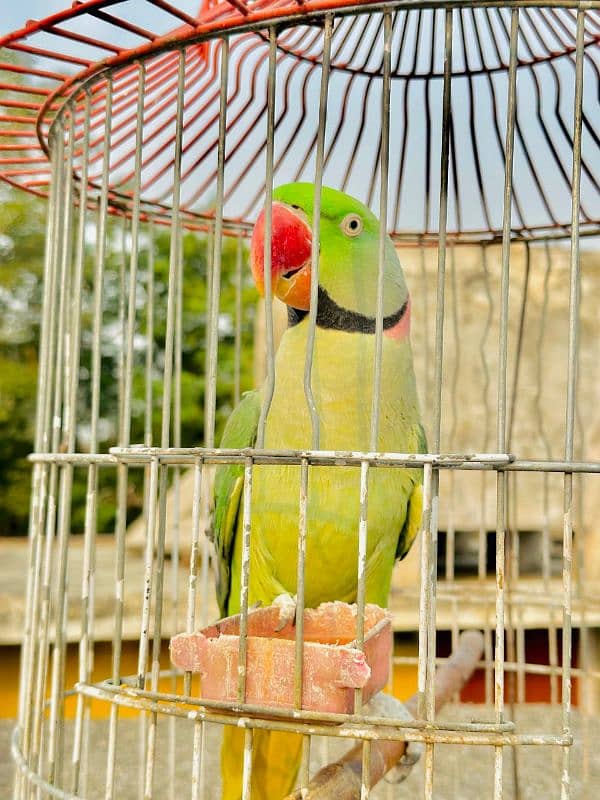 Raw parrot For Sale SERIOUS buyer contact krain . . 0