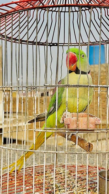 Raw parrot For Sale SERIOUS buyer contact krain . . 1