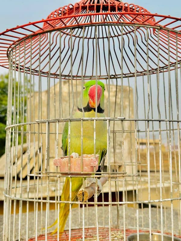 Raw parrot For Sale SERIOUS buyer contact krain . . 2