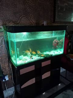 Fish Aquarium {3ft × 1.8ft}