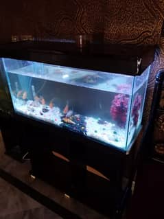 Fish Aquarium {3ft Length}