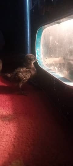 chicks