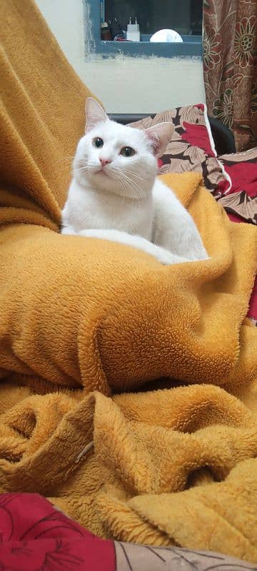 cat for sale 3