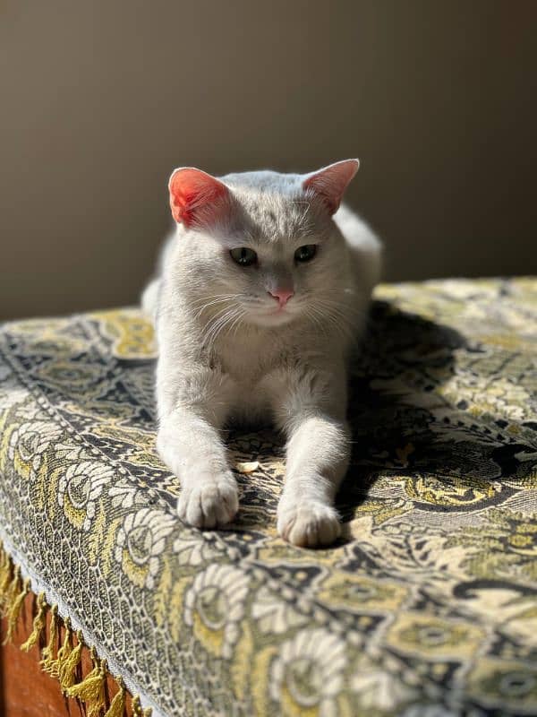 cat for sale 2