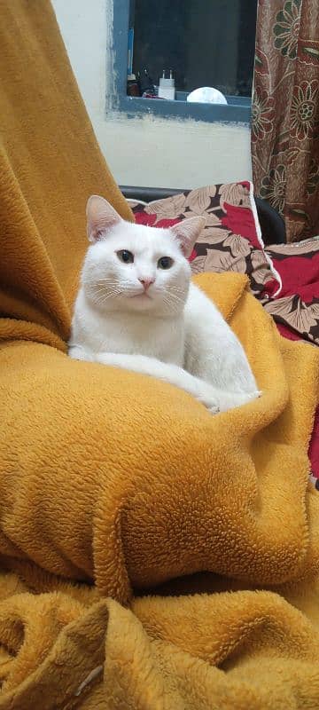 cat for sale 0