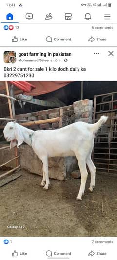 female goat