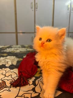 persian cat