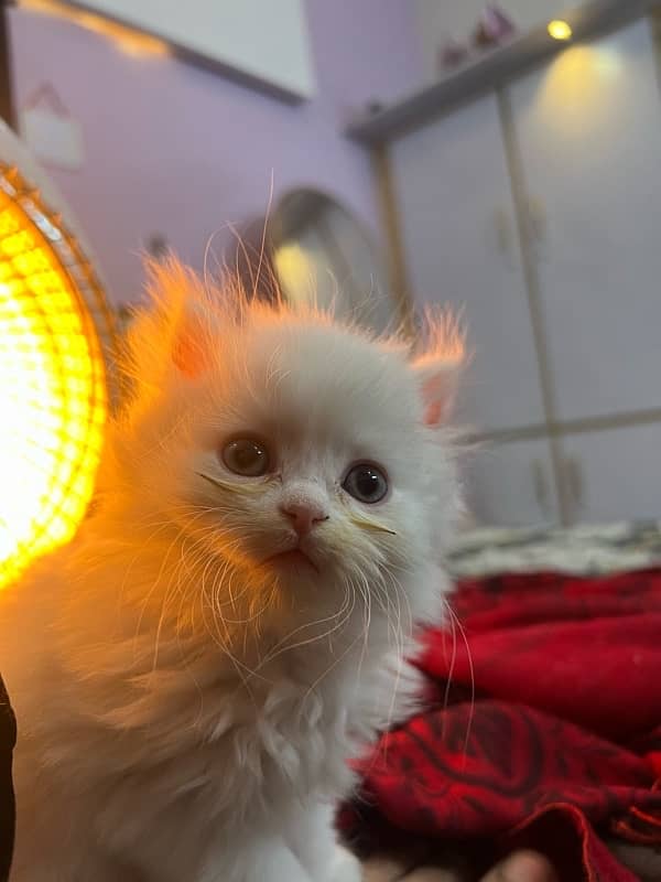 persian cat 1