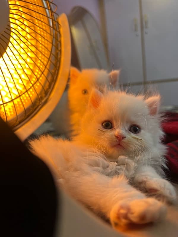 persian cat 2