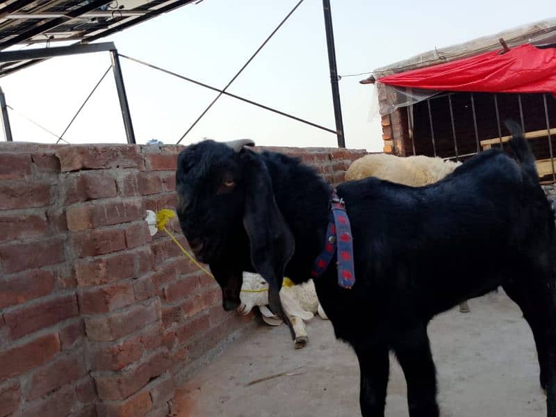 Goat Bakra for sale 4