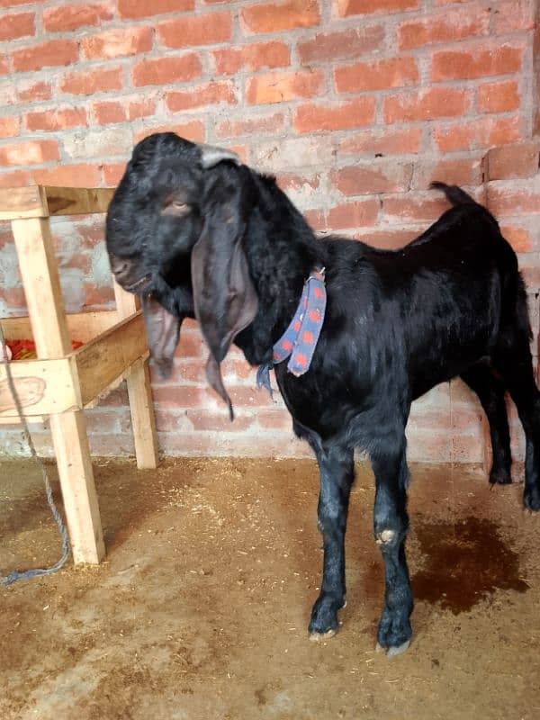 Goat Bakra for sale 6