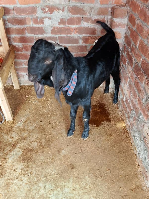 Goat Bakra for sale 7