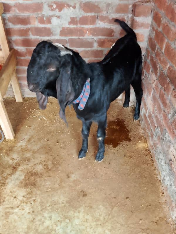 Goat Bakra for sale 8