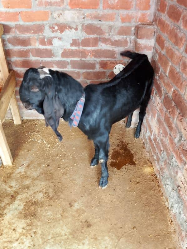 Goat Bakra for sale 9