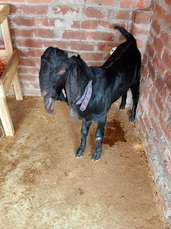 Goat Bakra for sale 10