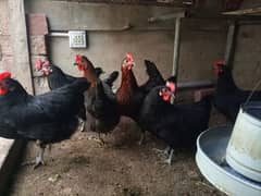 Australorp