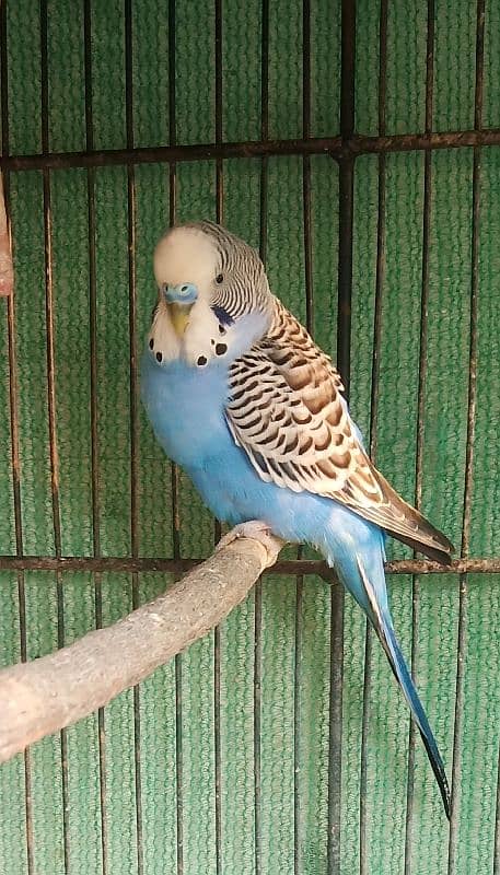 BUDGIE MALE 0