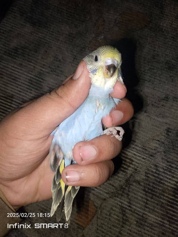 I am selling my hand tame chick bird 2