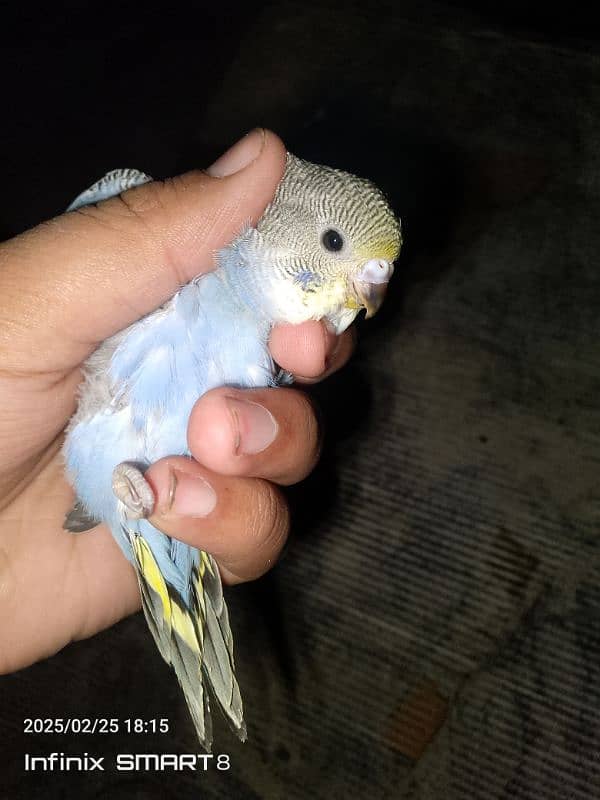 I am selling my hand tame chick bird 3