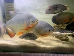 Beautiful & Healthy Aquarium Fishes for Sale – Limited Stock!