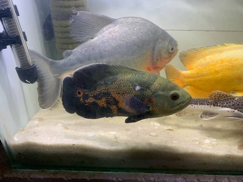 Beautiful & Healthy Aquarium Fishes for Sale – Limited Stock! 2