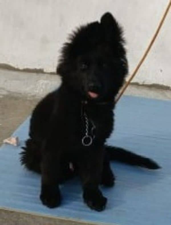 German Shepherd Male (Black) 0