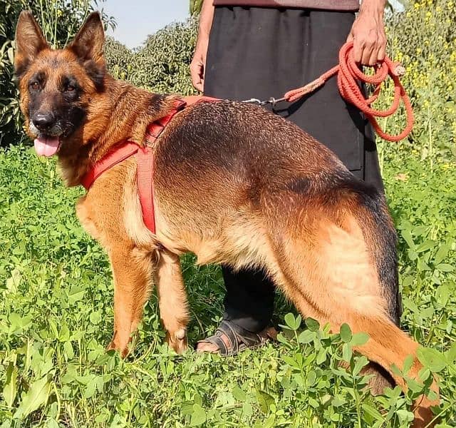 German shepherd Stockcoat female contact numbr 03030746231 2