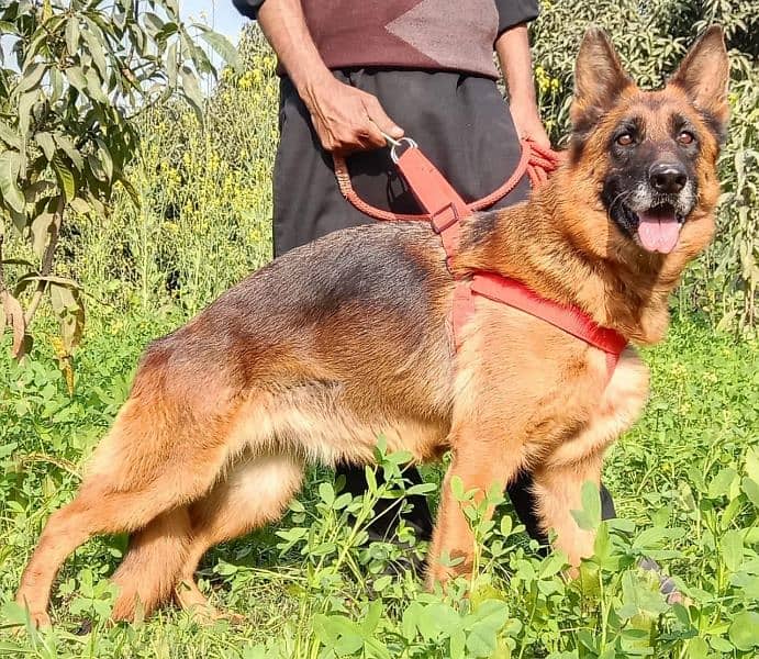 German shepherd Stockcoat female contact numbr 03030746231 3