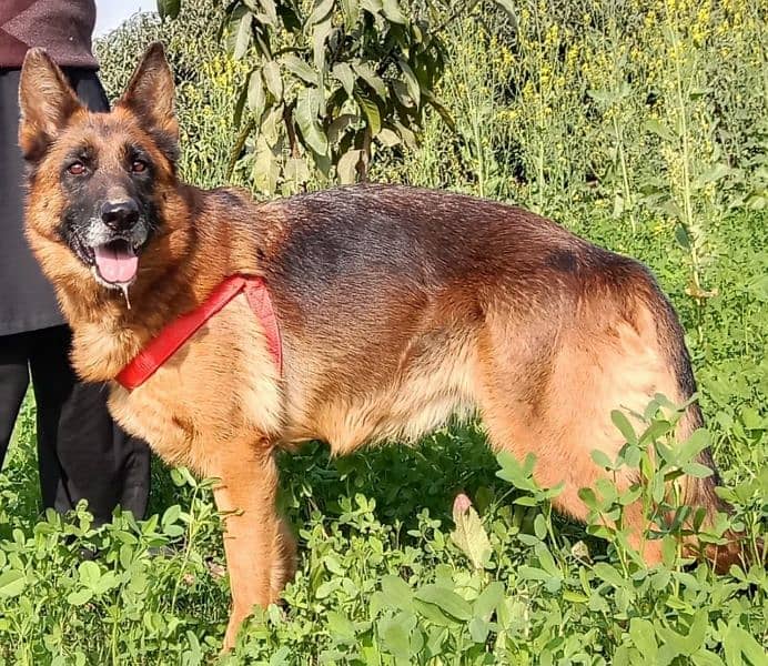 German shepherd Stockcoat female contact numbr 03030746231 4