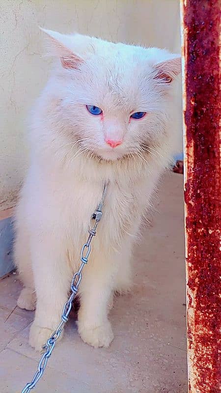 Persian White Cat 0