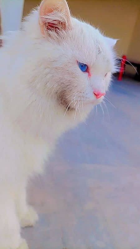 Persian White Cat 1