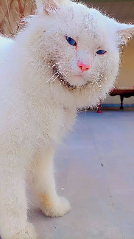 Persian White Cat 3