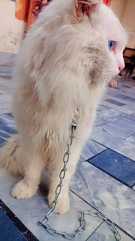 Persian White Cat 4