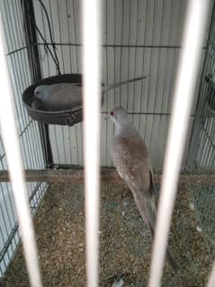 Red Dove Breeder pairs With Cages