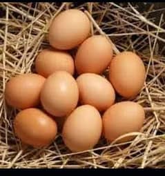 austrolope fertile eggs for sale