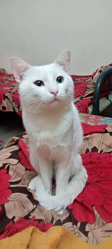 cat for sale 4