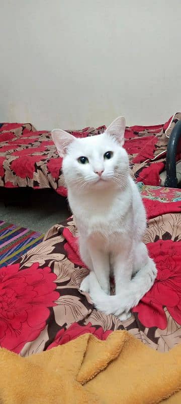 cat for sale 1