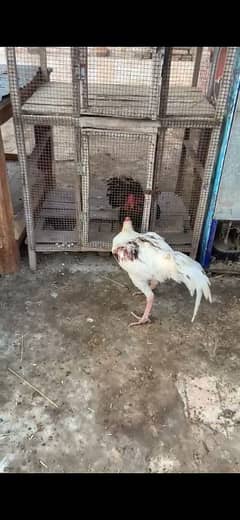 Aseel quality murga. heavy weight. long height rooster. 3193245450