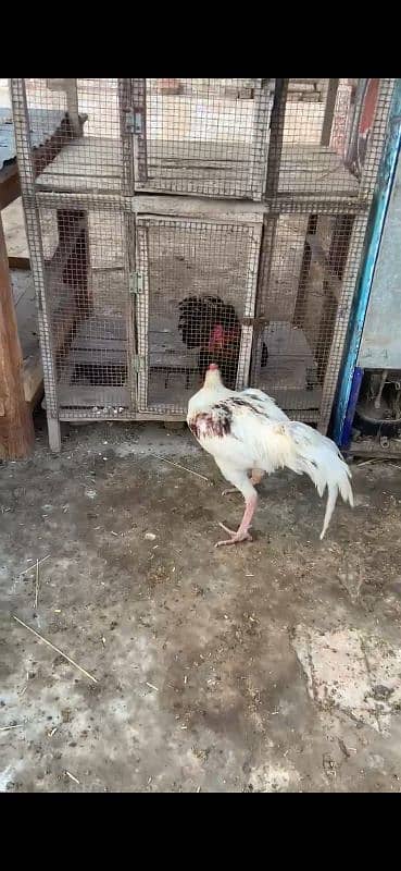 Aseel quality murga. heavy weight. long height rooster. 3193245450 0