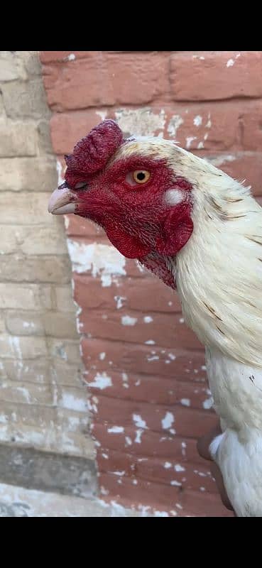 Aseel quality murga. heavy weight. long height rooster. 3193245450 1