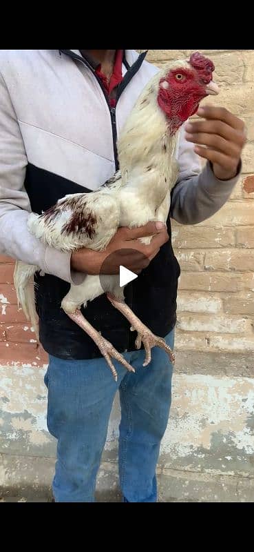 Aseel quality murga. heavy weight. long height rooster. 3193245450 3