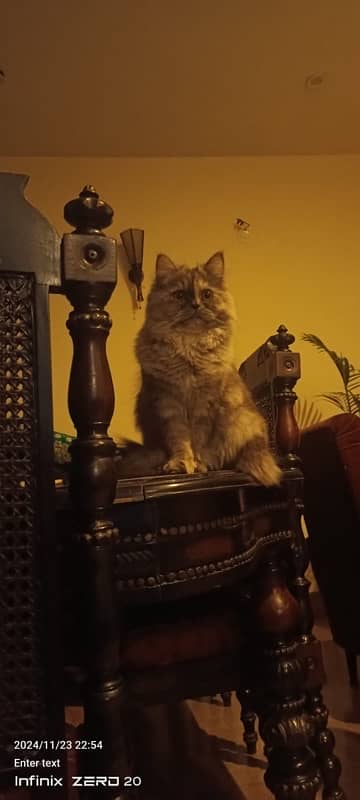 Persian female cat, fully trained . 3